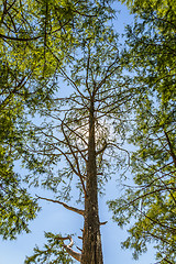 Image showing Bald cypress