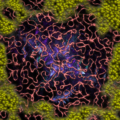 Image showing Symmetrical growth of bacteria