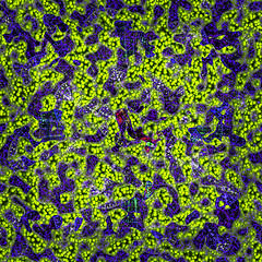 Image showing Symmetrical growth of bacteria