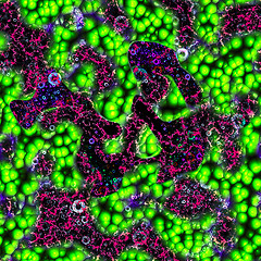 Image showing Symmetrical growth of bacteria