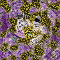 Image showing Symmetrical growth of bacteria