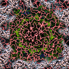 Image showing Symmetrical growth of bacteria