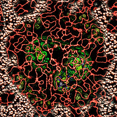 Image showing Symmetrical growth of bacteria