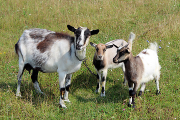 Image showing Goat and kids on the pasture