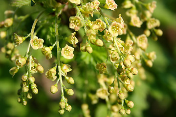 Image showing Red currant blossoms