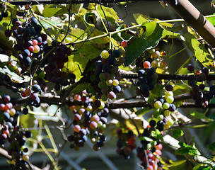 Image showing Lush juicy ripe grapes on the vine