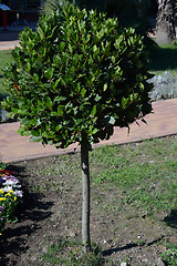 Image showing Laurel tree in the park