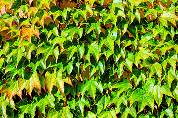 Image showing Ivy ON WALL