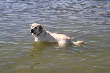 Image showing White labrador