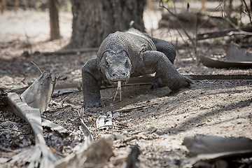 Image showing Komodo Dragon