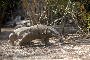 Image showing Komodo Dragon