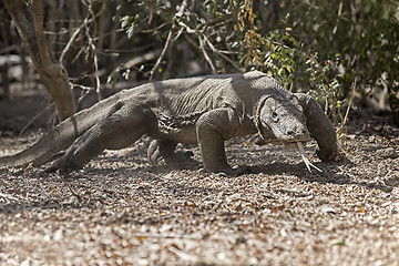 Image showing Komodo Dragon