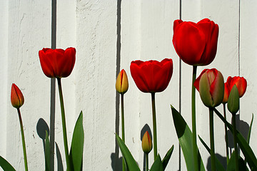 Image showing Red tulips