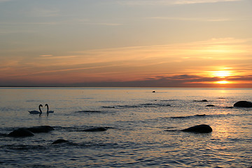 Image showing Swans at sunset