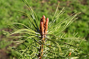 Image showing Buds of a pine