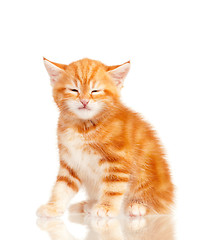 Image showing Red kitten