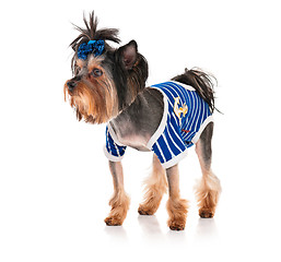 Image showing Yorkshire terrier