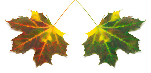 Image showing Multicolor autumn maple-leafs