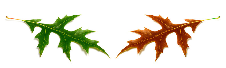 Image showing Autumn and spring oak leafs (Quercus palustris) isolated on whit