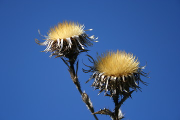 Image showing Thistles