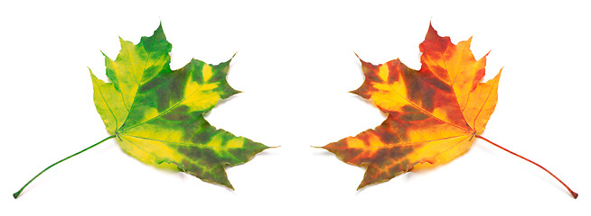 Image showing Green and orange yellowed maple-leafs.