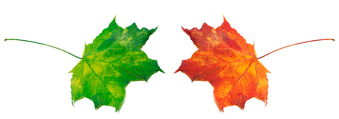 Image showing Green and red maple-leafs on white background