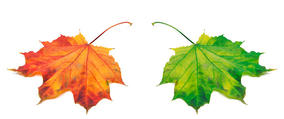 Image showing Orange and green autumn maple-leafs