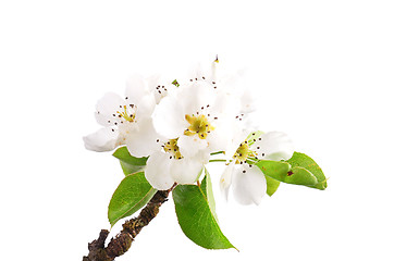 Image showing Pear flowers (Pyrus communis)