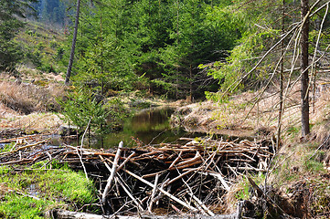 Image showing Beaver dam