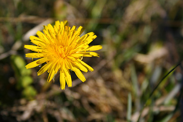 Image showing Dandelion