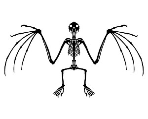 Image showing Bat skeleton