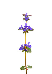 Image showing Ground-ivy (Glechoma hederacea)