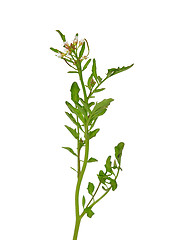 Image showing Watercress (Nasturtium officinale)
