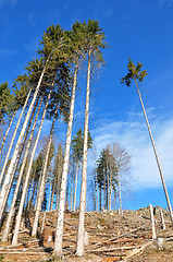 Image showing Clear cutting