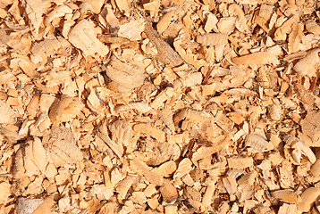 Image showing Beaver chips