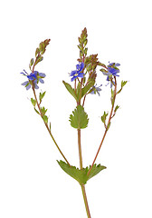 Image showing Germander speedwell (Veronica chamaedrys)