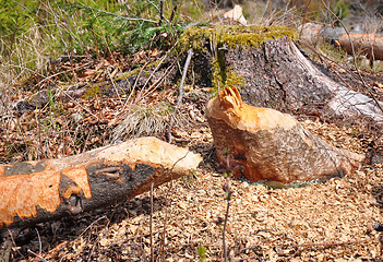 Image showing Beaver tree