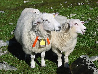 Image showing Two sheeps