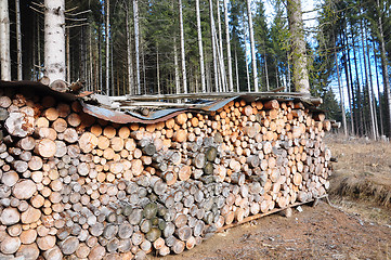 Image showing Pile of spruce wood