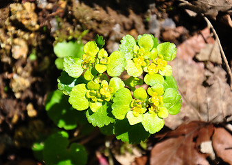 Image showing Alternate-leaved golden saxifrage (Chrysosplenium alternifolium)