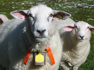 Image showing Two sheeps