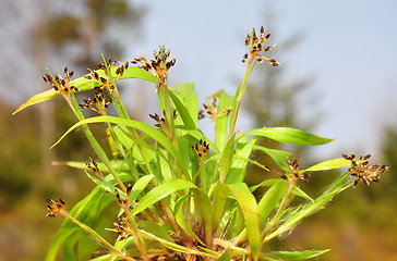 Image showing Hairy wood-rush (Luzula pilosa)