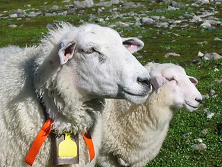 Image showing Sheep and her lamb