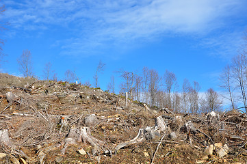 Image showing Clear cutting