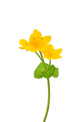 Image showing Marsh marigold (Caltha palustris)