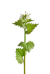 Image showing Garlic mustard (Alliaria petiolata)