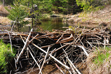 Image showing Beaver dam