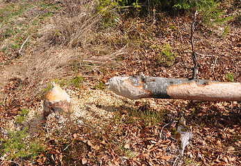 Image showing Beaver tree