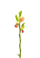 Image showing Flowering bilberry (Vaccinium myrtillus)