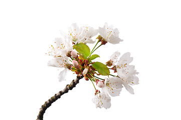 Image showing Flowering cherry (Prunus avium)